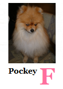 PockeyF.png